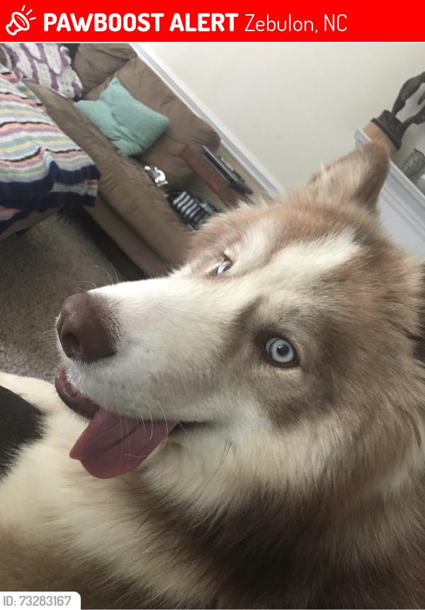 Lost Male Dog last seen Covered Bridge Rd, Zebulon, NC 27597