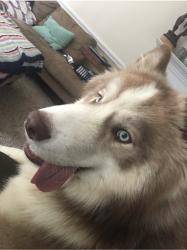 Lost Male Dog last seen Covered Bridge Rd, Zebulon, NC 27597