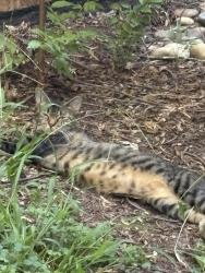 Found/Stray Unknown Cat last seen Fulton Kensington Winter, Charlotte, NC 28205