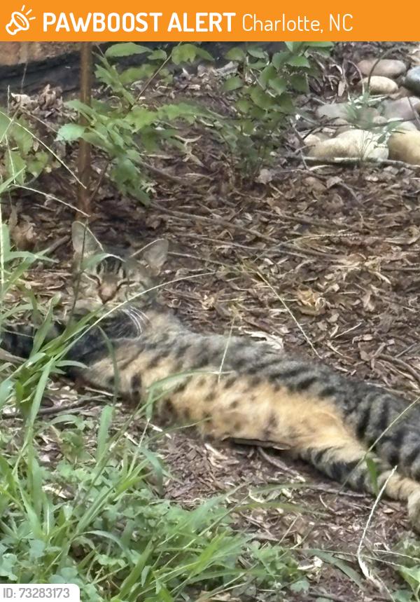 Found/Stray Unknown Cat last seen Fulton Kensington Winter, Charlotte, NC 28205