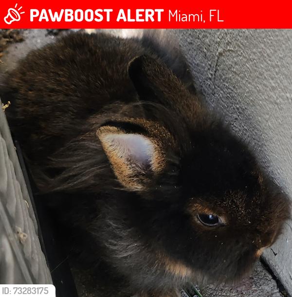 Lost Female Rabbit last seen Near ave sw 88 ter, Kendall, FL 33156