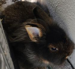 Lost Female Rabbit last seen Near ave sw 88 ter, Kendall, FL 33156