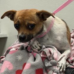 Shelter Stray Female Dog last seen Near W Harbor Drive, San Diego, CA, 92101, 5500 Gaines St, San Diego, CA 92110, USA