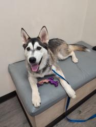 Reunited Male Dog last seen Hour Glass Street and Badger Street area, Cherry Hill, VA 22026