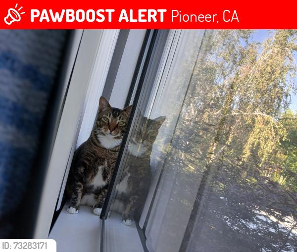 Lost Male Cat last seen Sunny Dr, Buckhorn Ridge Rd, Pioneer, CA., Pioneer, CA 95666