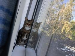 Lost Male Cat last seen Sunny Dr, Buckhorn Ridge Rd, Pioneer, CA., Pioneer, CA 95666