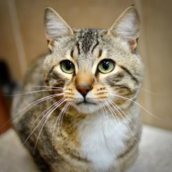 Shelter Stray Male Cat last seen ADOPTION RETURN, PORTLAND, OR, 97230, 1700 W Historic Columbia River Hwy, Troutdale, OR 97060, USA