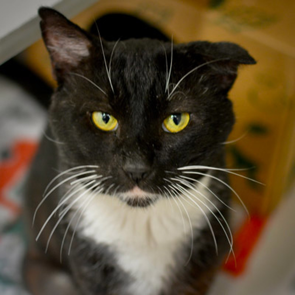 Shelter Stray Male Cat last seen SE 139th/Stark, OR, 1700 W Historic Columbia River Hwy, Troutdale, OR 97060, USA