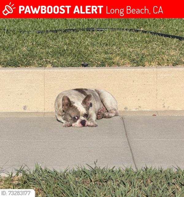 Lost Male Dog last seen 60th Street and Olive, Long Beach, CA 90805