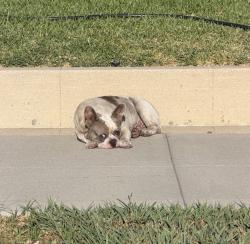 Lost Male Dog last seen 60th Street and Olive, Long Beach, CA 90805