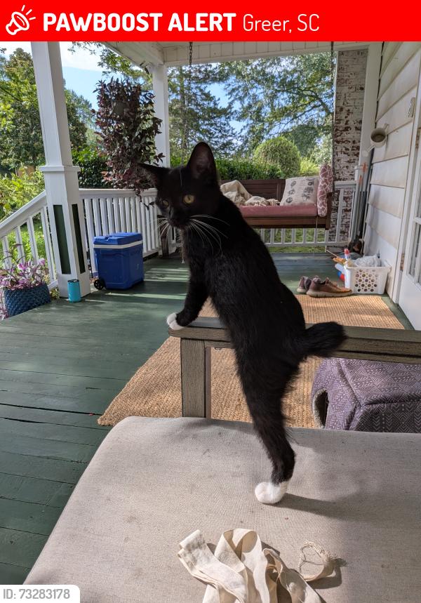 Lost Male Cat last seen Across from Crestview Elementary, Greer, SC 29651