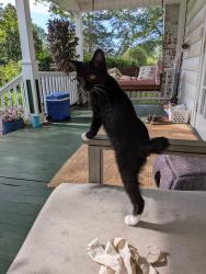 Lost Male Cat last seen Across from Crestview Elementary, Greer, SC 29651