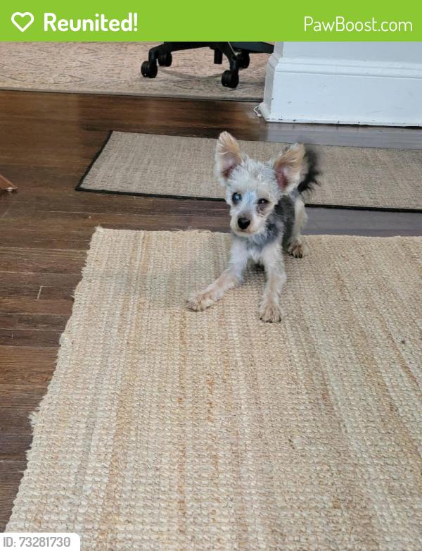 Reunited Male Dog last seen Hillside and Normal St, Decatur, GA 30032