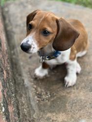 Lost Male Dog last seen Meyers ln and Air base st, Lacy Lakeview, TX 76705