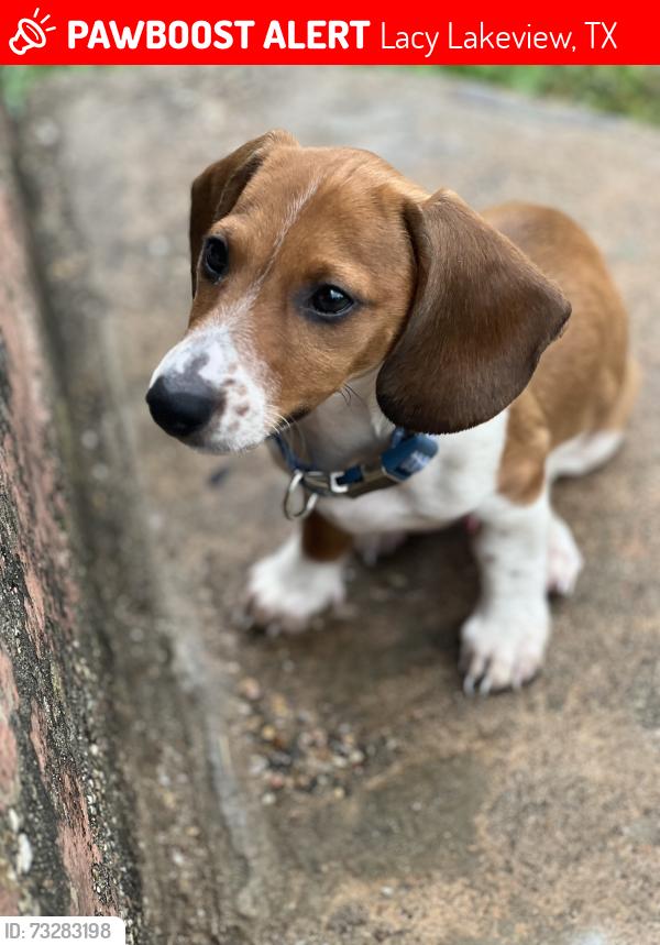 Lost Male Dog last seen Meyers ln and Air base st, Lacy Lakeview, TX 76705