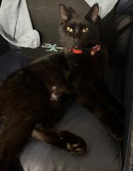 Lost Male Cat last seen Crabtree Ave & Lucille Way, Orlando 32835, Orlando, FL 32835
