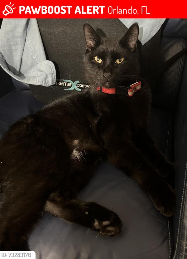 Lost Male Cat last seen Crabtree Ave & Lucille Way, Orlando 32835, Orlando, FL 32835