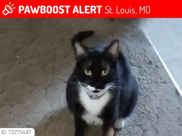 Lost Female Cat last seen Compton heights tower park, St. Louis, MO 63104