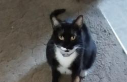 Lost Female Cat last seen Compton heights tower park, St. Louis, MO 63104