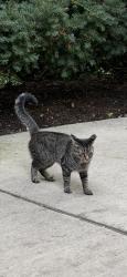Found/Stray Unknown Cat last seen Milwaukee and Leavitt, Chicago, IL 60647