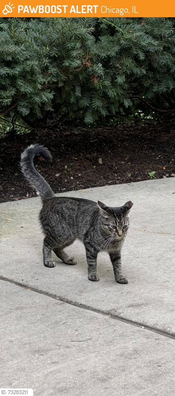Found/Stray Unknown Cat last seen Milwaukee and Leavitt, Chicago, IL 60647