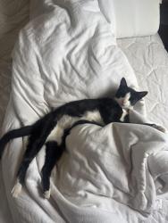 Lost Male Cat last seen Madison st., Carlsbad, CA 92008