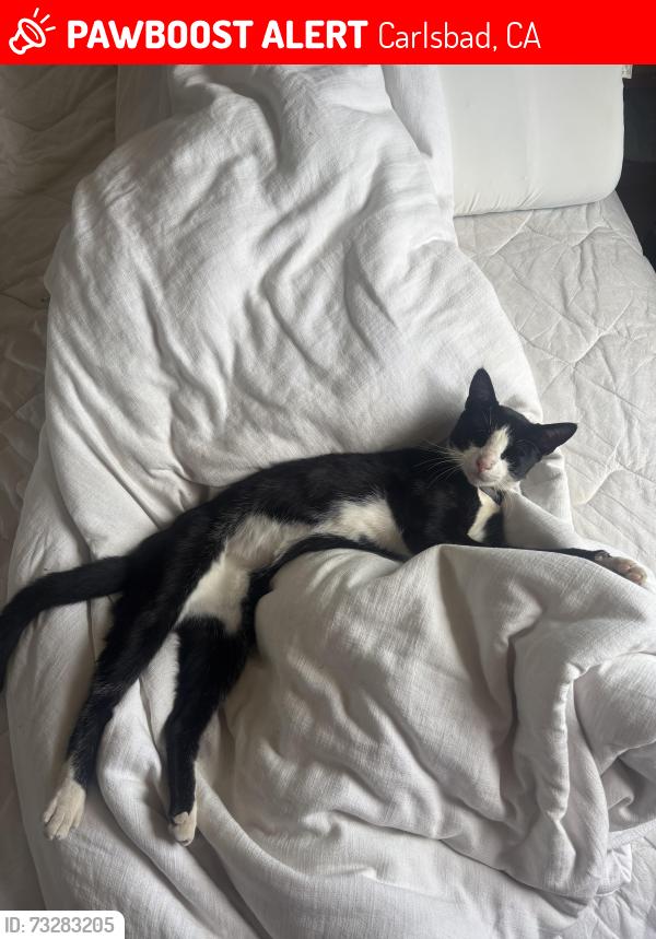Lost Male Cat last seen Madison st., Carlsbad, CA 92008