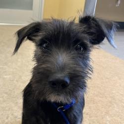 Shelter Stray Male Dog last seen , 4575 E Mesquite Ave, Palm Springs, CA 92264, USA