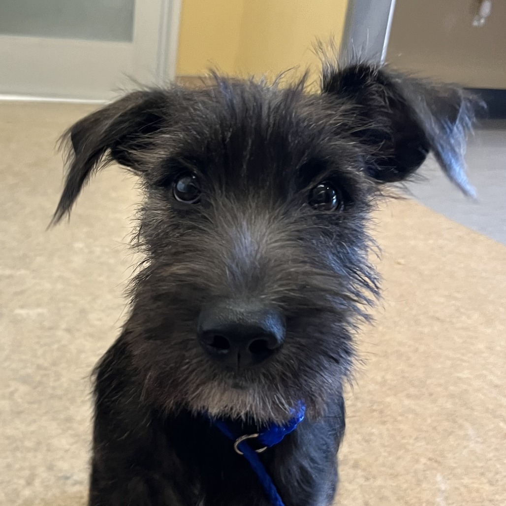 Shelter Stray Male Dog last seen , 4575 E Mesquite Ave, Palm Springs, CA 92264, USA