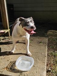 Reunited Female Dog last seen Baker Rd in Acworth, Acworth, GA 30101