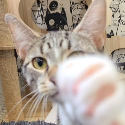 Shelter Stray Female Cat last seen , 1013 Garfield St, Oak Park, IL 60304, USA