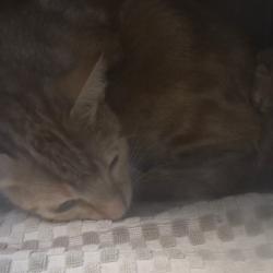 Shelter Stray Female Cat last seen , 361 S Raymond Ave, Pasadena, CA 91105, USA