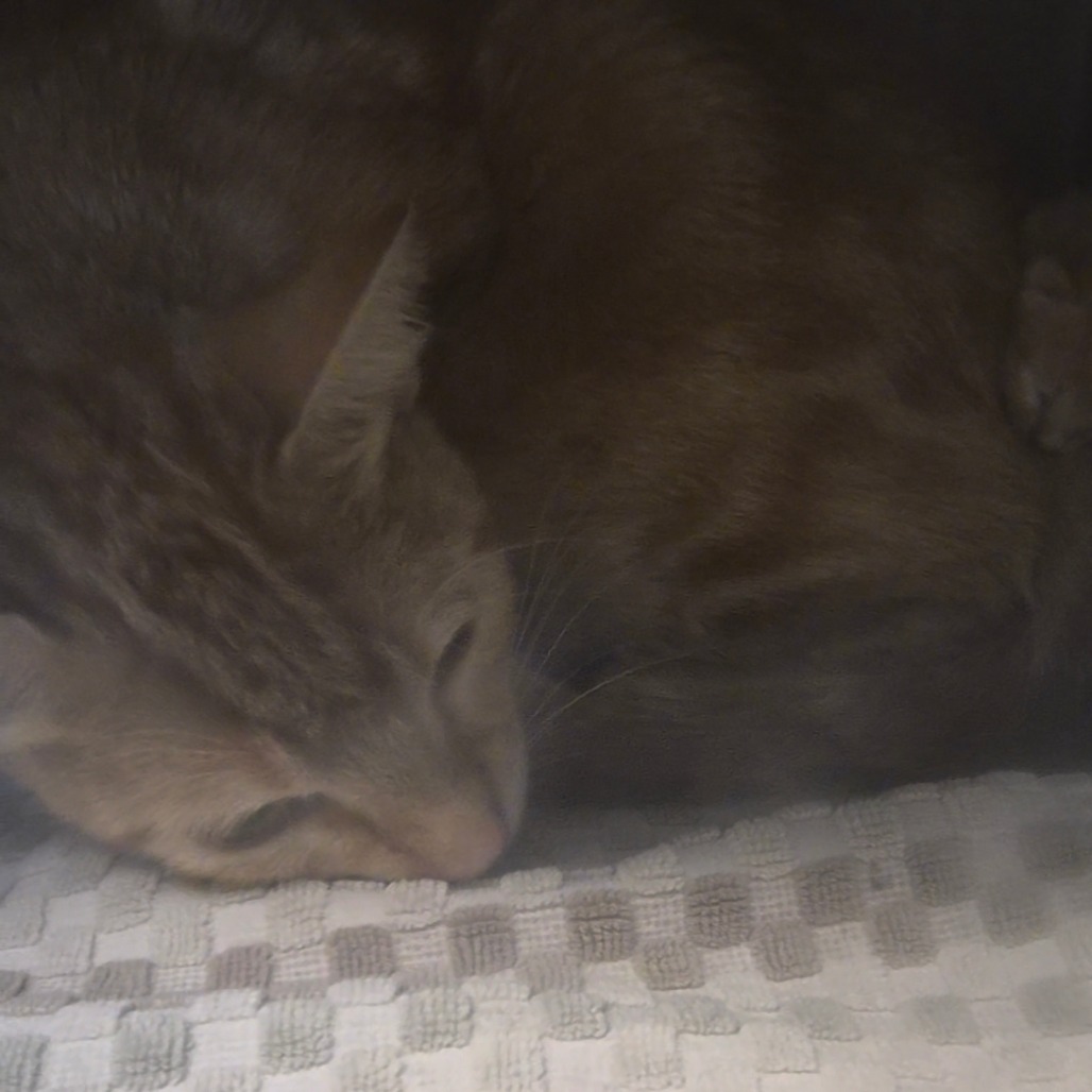 Shelter Stray Female Cat last seen , 361 S Raymond Ave, Pasadena, CA 91105, USA