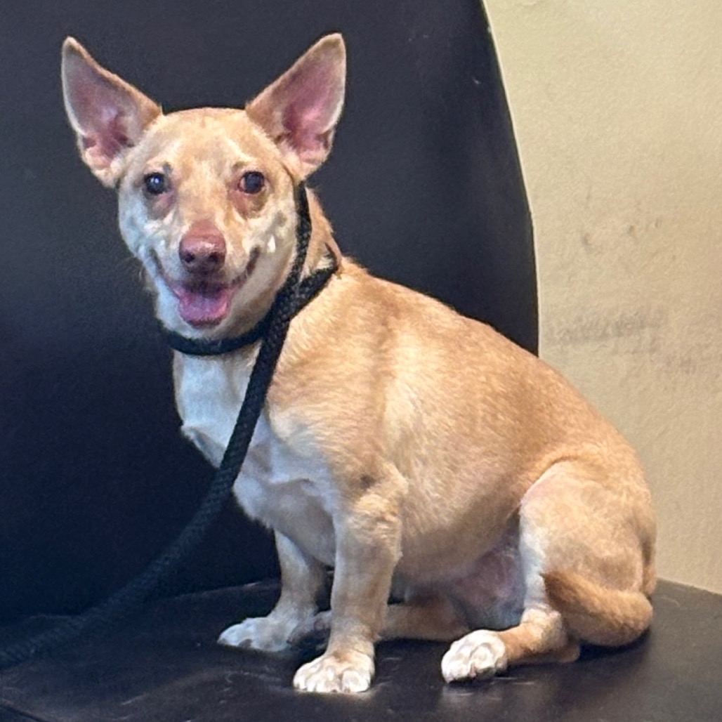 Shelter Stray Female Dog last seen , 361 S Raymond Ave, Pasadena, CA 91105, USA