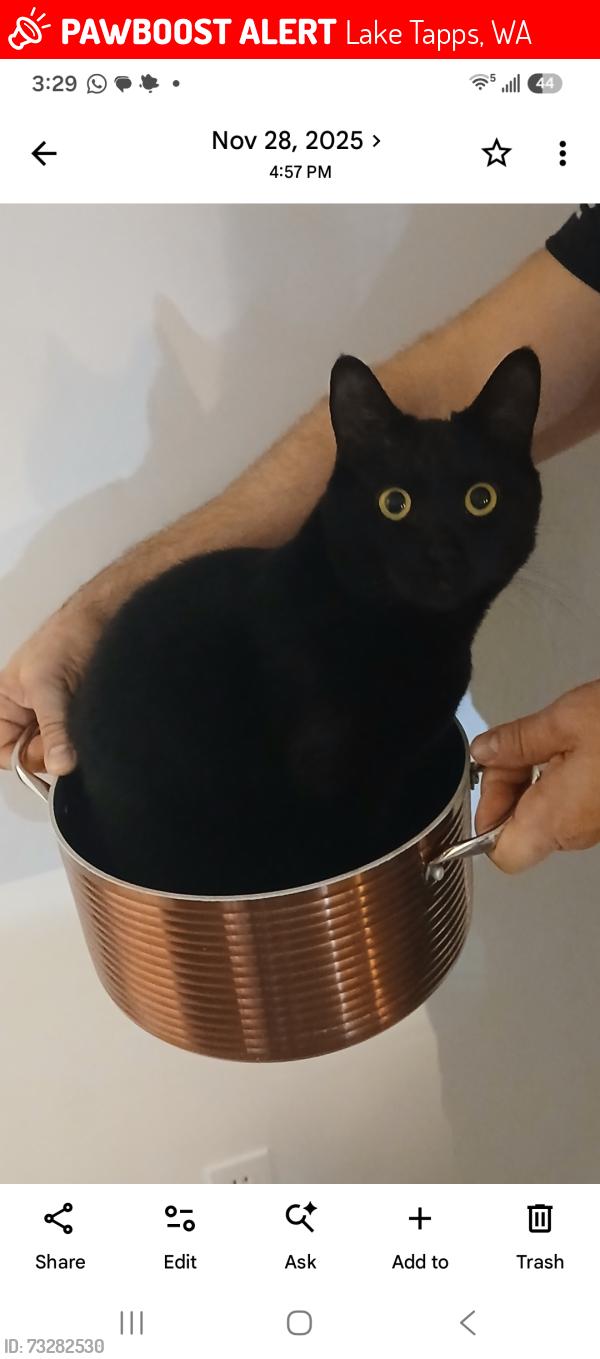 Lost Male Cat last seen Bowman lake, Lake Tapps, WA 98390
