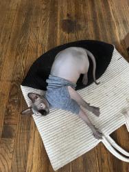 Lost Male Cat last seen Six Mile Rd & Curtis Rd, Northville, MI 48168
