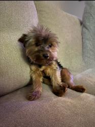 Lost Male Dog last seen Market at, Oakland, CA 94612