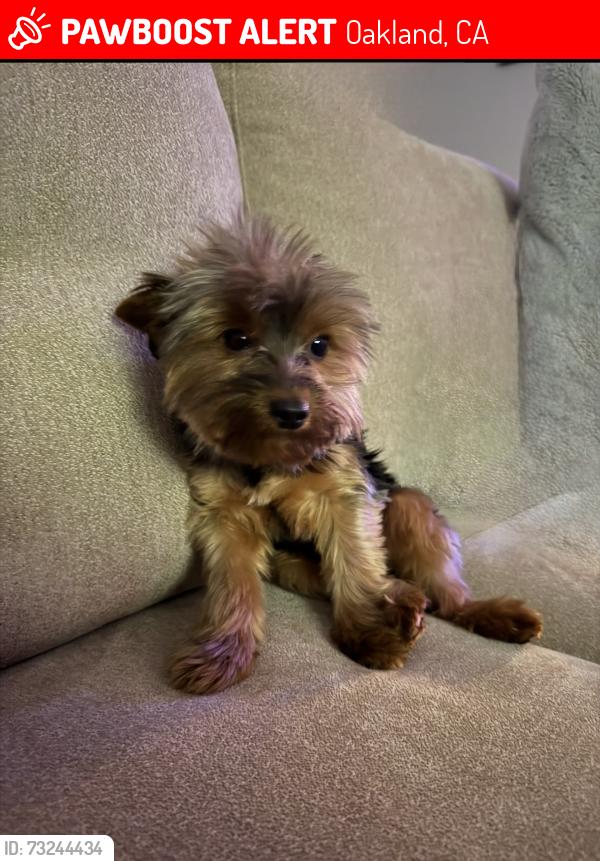 Lost Male Dog last seen Market at, Oakland, CA 94612