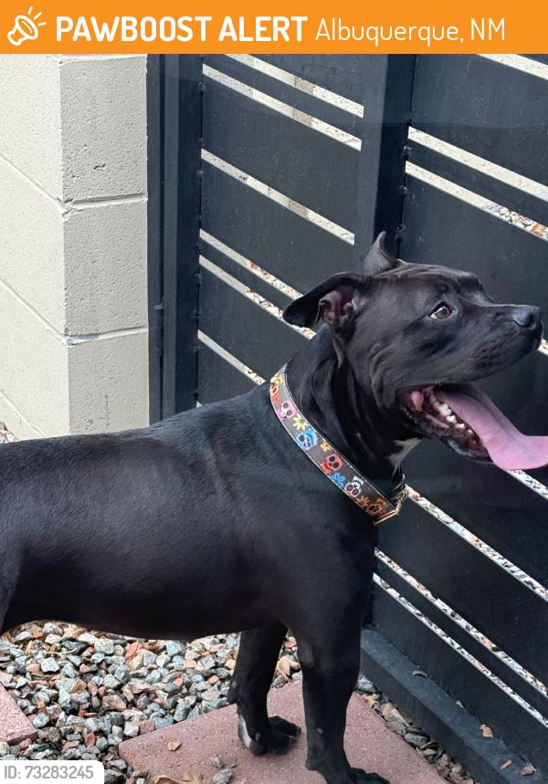 Found/Stray Female Dog last seen Unser and arenal, Albuquerque, NM 87121