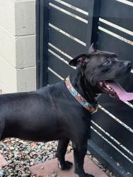 Found/Stray Female Dog last seen Unser and arenal, Albuquerque, NM 87121