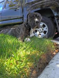 Lost Male Dog last seen Patterson, Oxnard, CA 93035