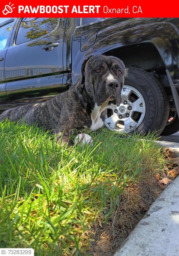 Lost Male Dog last seen Patterson, Oxnard, CA 93035