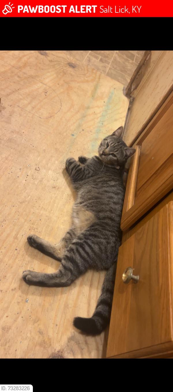 Lost Female Cat last seen Trees, Salt Lick, KY 40371