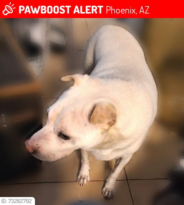 Lost Male Dog last seen OASIS WEST neighborhood, North 40th Drive & West Orange Drive, Phoenix, AZ 85019