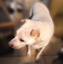 Lost Male Dog last seen OASIS WEST neighborhood, North 40th Drive & West Orange Drive, Phoenix, AZ 85019