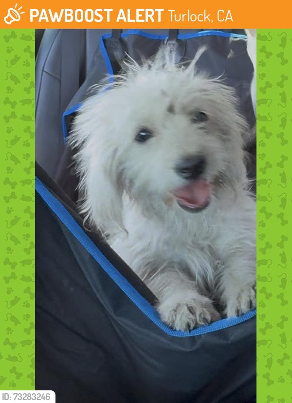 Found/Stray Unknown Dog last seen W. MAIN St, Turlock, CA 95380