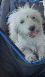 Found/Stray Unknown Dog last seen W. MAIN St, Turlock, CA 95380
