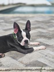 Reunited Female Dog last seen Keene Rd & Belleair Rd, Largo, FL 33756, USA, Largo, FL 33756