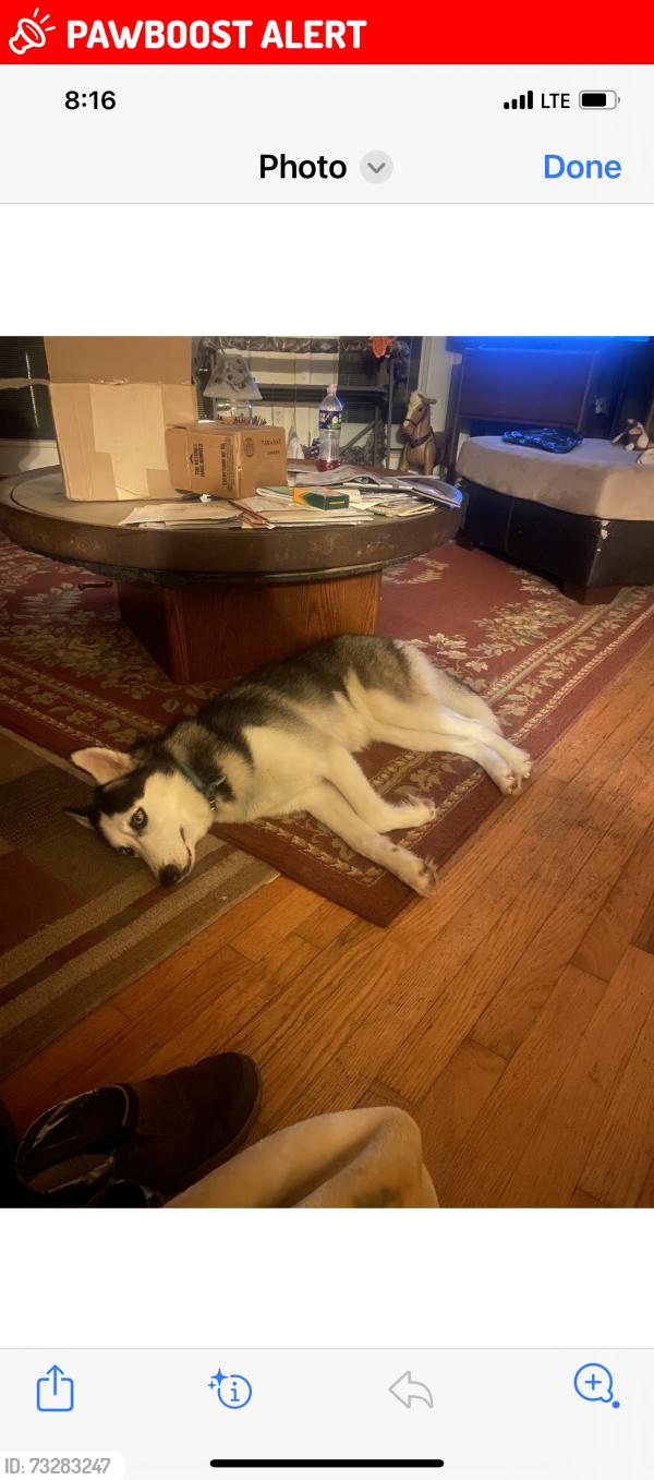 Lost Female Dog last seen Hickory fork road, Gloucester County, VA 23061