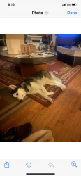 Lost Female Dog last seen Hickory fork road, Gloucester County, VA 23061